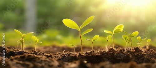 Young green seedling illustrating concept of new life and natural growing. © andri