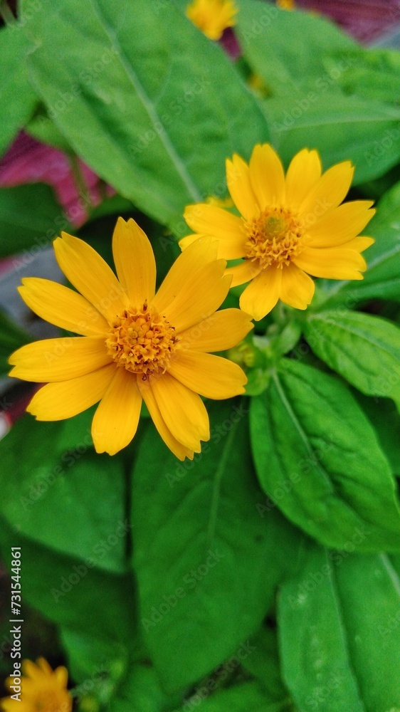 yellow flowers yellow flowers