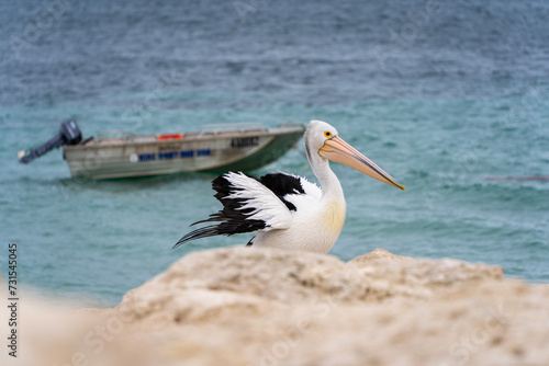 Pelican waiting for fish on the shore