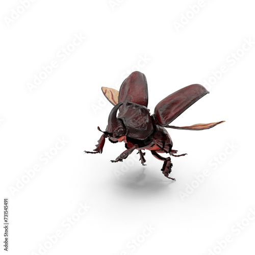 Rhinoceros Beetle PNG