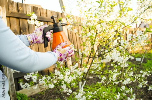 Spring is the time to treat fruit trees in the garden from diseases and insects. A woman in gloves sprays trees with an orange sprayer on a sunny day.