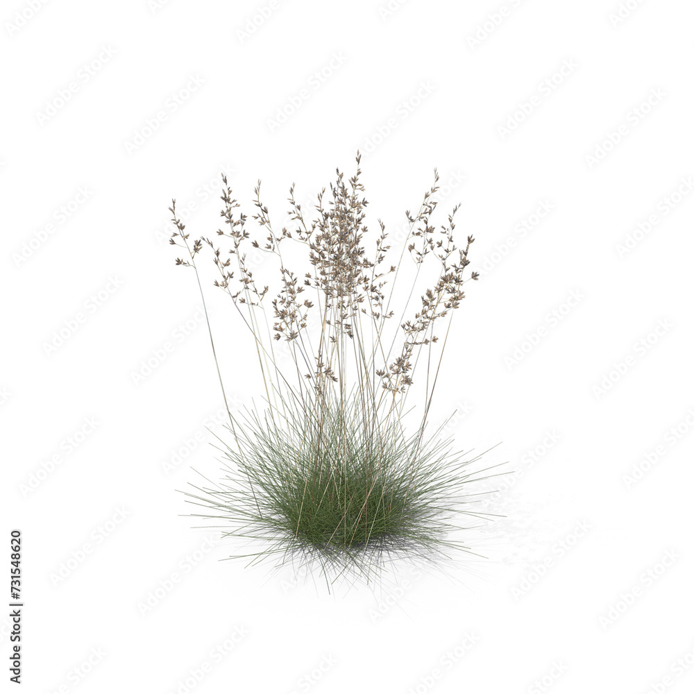 Sheep Fescue PNG