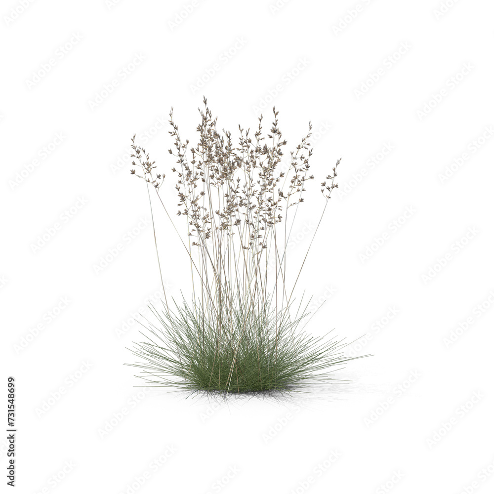 Sheep Fescue PNG