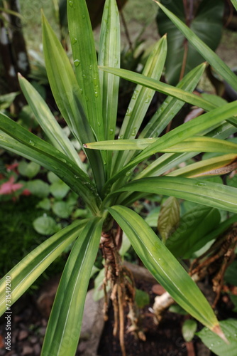 A green leafy trees from pandan plants growing in the home garden.