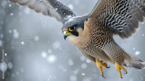 Banner of a peregrine falcon in Winter with blurred background  photo