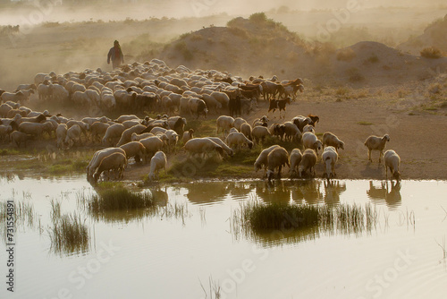 sheep drinking water.