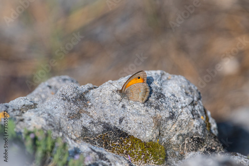 Dusky Meadow Brown butterfly on rock, Hyponephele lycaon