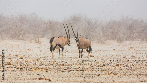 Two Gemsboks ((Oryx gazella) during a sandstorm in Etosha National Park, Namibia