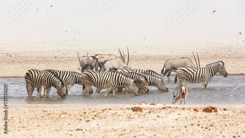 Plains zebras (Equus quagga) and Gemsboks ((Oryx gazella) in waterhole during a sandstorm in Etosha National Park,  Namibia photo