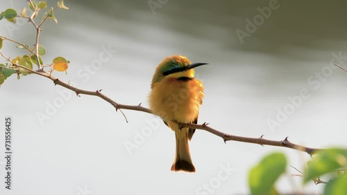 Little bee-eater (Merops pusillus) perched on a branch stretching its wings photo