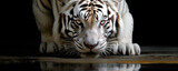 White Bengal tiger drinking water close-up, portrait
