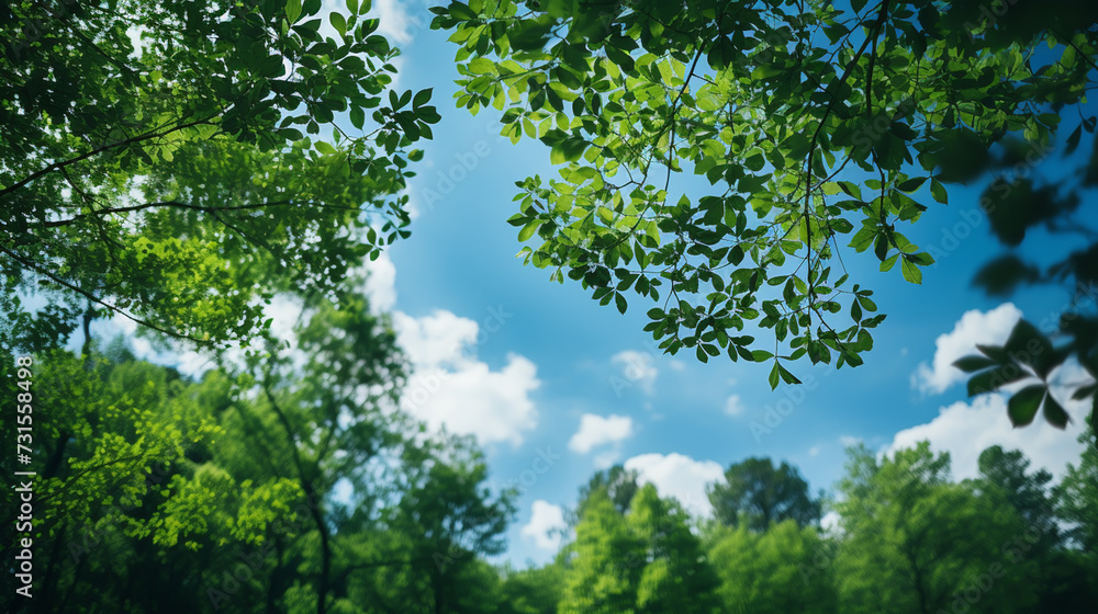Fototapeta premium Bottom view of tall old trees in evergreen forest. Blue sky in the background. Low angle view of trees in the forest, natural background