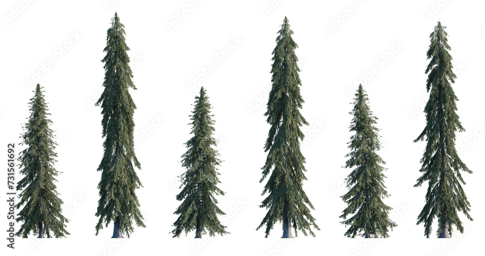 Picea Glauca frontal set (White, Canada, cat, skunk, single, western white, Porsild, black hill spruce) pinaceae needled fir tree medium and big isolated png on a transparent background cutout hd