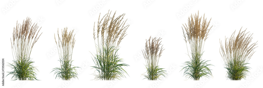Calamagrostis acutiflora (Karl Foerster) grass set isolated frontal png on a transparent background perfectly cutout high resolution - obrazy, fototapety, plakaty 