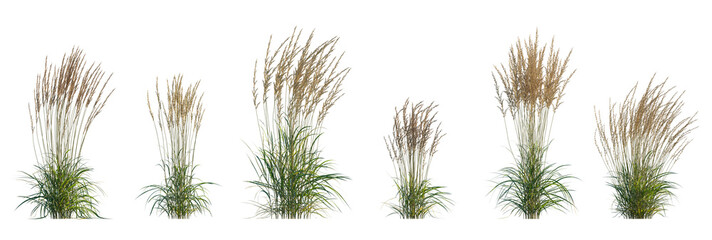Calamagrostis acutiflora (Karl Foerster) grass set isolated frontal png on a transparent background premium cutout high resolution