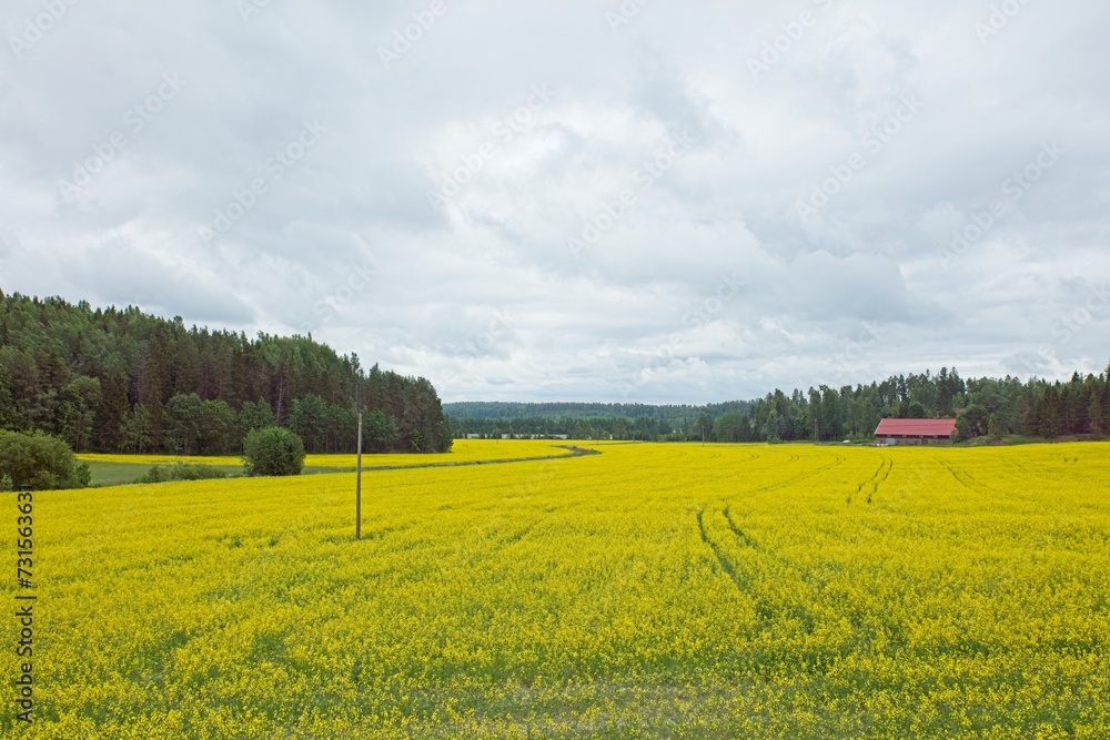 Yellow canola field in cloudy summer weather.