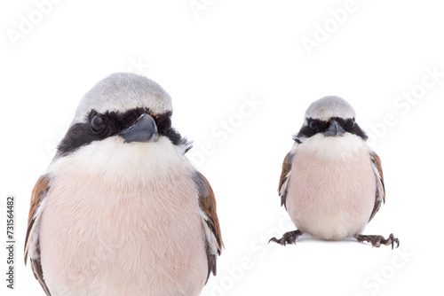 Red-backed Shrike isolated