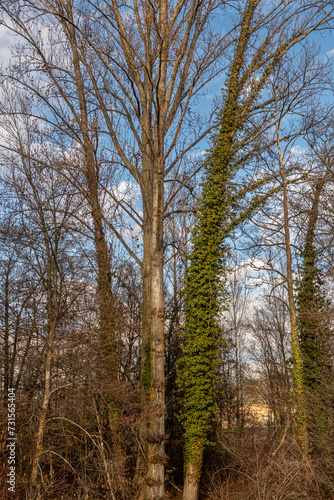 Poplar trees and trunk covered with climbing plant, ivy. Bernesga River, León.