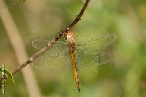 Pantala Flavescens Dragonfly on Branch