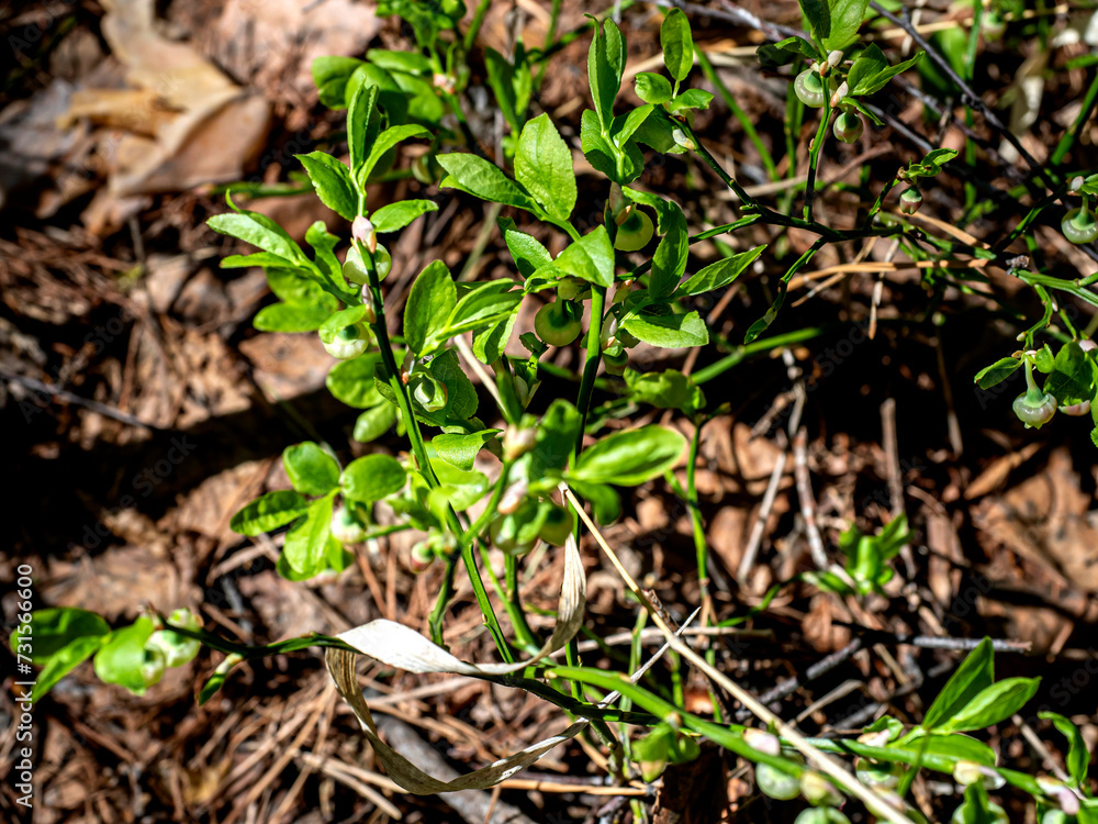 Fototapeta premium spring green growth among the grass on the ground