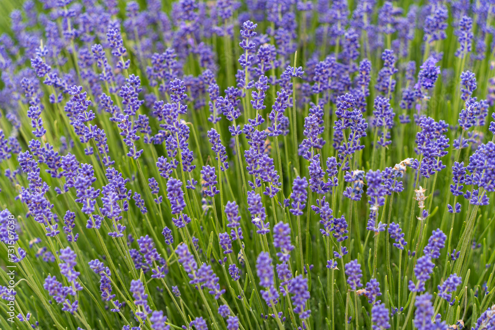 Naklejka premium Emu Bay Lavender Farm