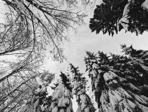 trees and snow 