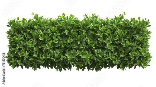 green trimmed bush hedge fencing,  isolated on transparent background photo