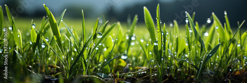 A beautiful macro closeup image of small green natural grass plant bud with water drops on its leaves 