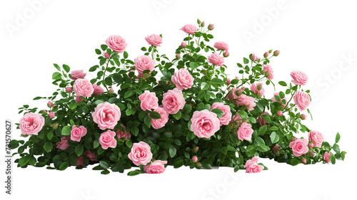 bush of rose flowers on white background