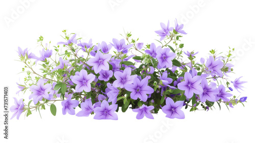 bush of delicate turquoise flowers, isolated on transparent background