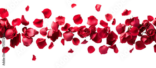 strip of scattered red rose petals, isolated on transparent background