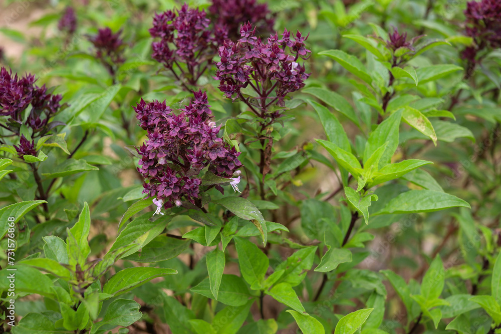 Basil in the vegetable garden Basil in the vegetable garden