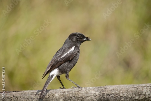 winged blackbird