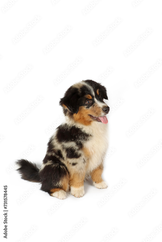 Obraz premium sitting puppy miniature American shepherd isolated on white