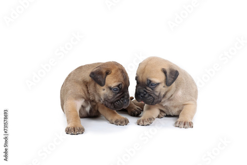 group of bullmastiff puppy isolated on white background  © eds30129