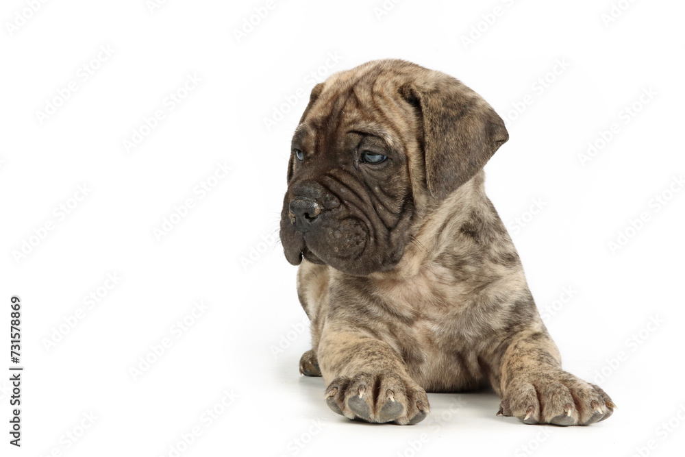 bullmastiff puppy isolated on white background 