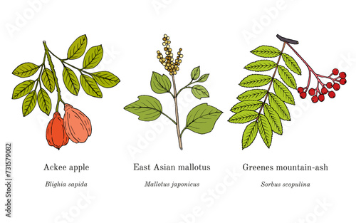 Collection of edible and medicinal plants
