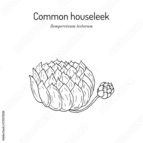 Common houseleek (Sempervivum tectorum), medicinal plant