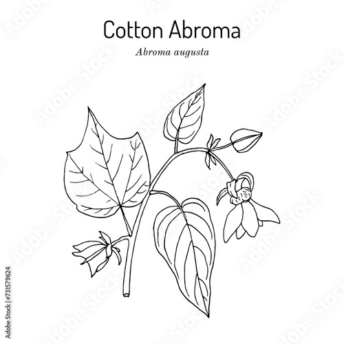 Cotton abroma (Abroma augustum), medicinal plant photo