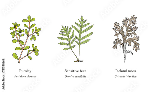 Collection of edible and medicinal plants