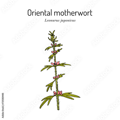 Oriental motherwort, or Chinese motherwort (Leonurus japonicus), medicinal plant. photo