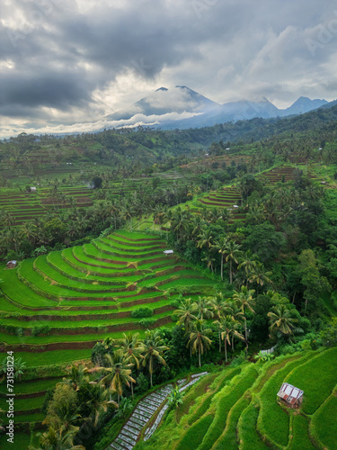 Rice terrace in the hill