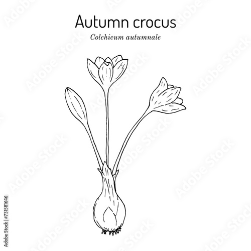 Autumn crocus, meadow saffron, or naked ladies (Colchicum autumnale), medicinal plant