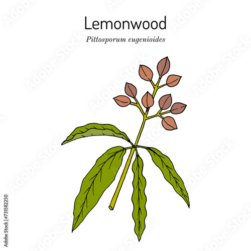 Lemonwood or tarata (Pittosporum eugenioides), edible and medicinal plant photo