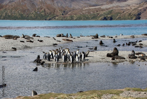 King Penguins (Aptenodytes patagonicus) and Antarctic Fur Seals (Arctocephalus gazella) at Fortuna Bay, South Georgia.