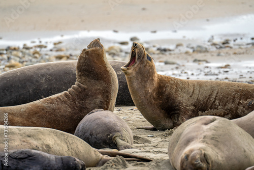Elephant seals roar at each other, Point Reyes, California