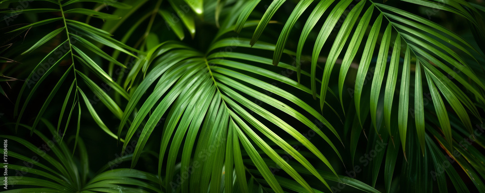 Close-Up of Palm Tree Leaves Close-Up of Palm Tree Leaves