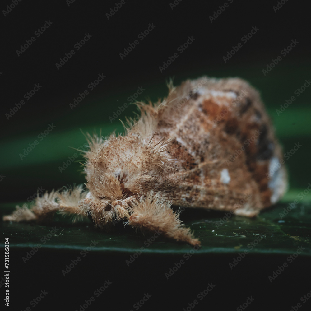 Φωτογραφία Genus Narosa a member of Slug Caterpillar Moths Family Limacodidae
