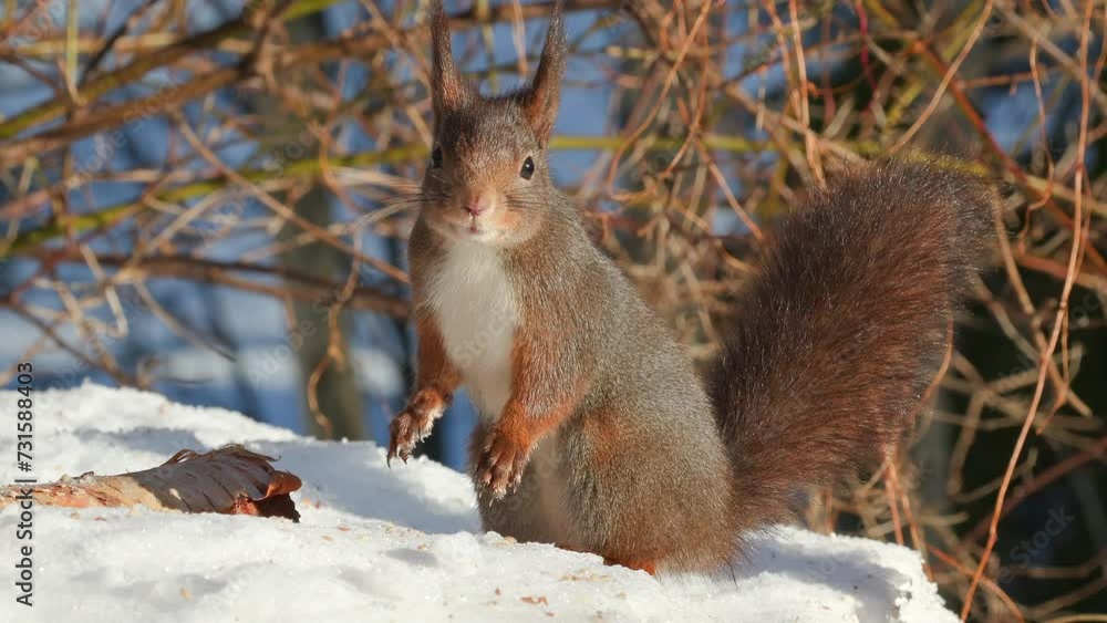 red squirrel animal on ground feed watching sunny day rise body sciurus vulgaris natural world norway red squirrel animal on ground feed watching sunny day rise body sciurus vulgaris natural world norway