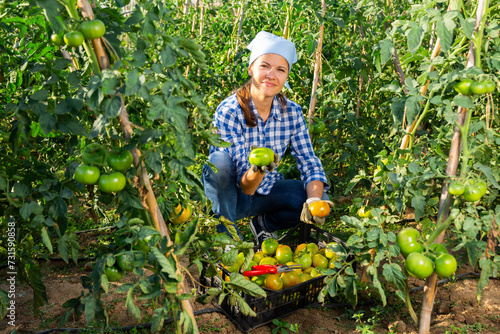 Positive young woman working in small farm garden in summer, picking underripe tomatoes from bushes photo